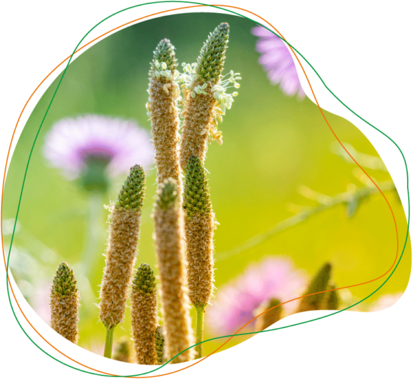 Blütenstände des indischen Flohsamenwegerichs (Plantago ovata, enthalten in Mucofalk® Flohsamenschalenpulver)