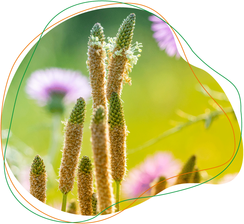 Blütenstände des indischen Flohsamenwegerichs (Plantago ovata, enthalten in Mucofalk® Flohsamenschalenpulver)